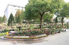 以树为碑：：：生命的另一种生长